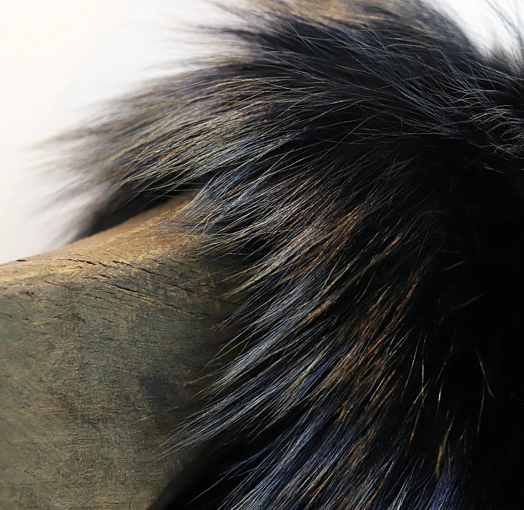 METALLIC FOX